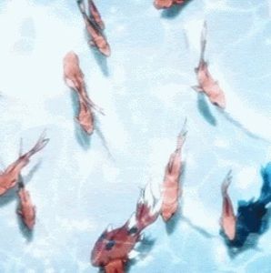 Meet your Posher, Reya